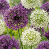 Ail d'ornement en mélange violet et blanc - 60 bulbes