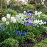 Bulbes à fleurs bleues de printemps en mélange