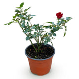 Green boutiQ - Gartenrose - Rosa Rote The Fairy - Rose - Winterhart - Rot - 1 Pflanze - Topf 12cm - Höhe 20-25cm