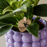 Kolibri Orchids | Pflanzenset Poppy Lila | Weiße Lausanne Orchidee 12 cm + grüne Pflanze 9 cm inkl. Ziertöpfe – frisch vom Züchter