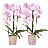 Orchidées Phalaenopsis roses Niagara Fall Xanion - lot de 2 ou 4 - pot Ø12 cm