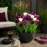 Green boutiQ - Blumenzwiebeln - Tulpen Blueberry Mix - Verschiedene Farben - 12 Stück - Zwiebelgröße 11/12 - XXL Pack