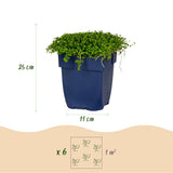 Isotoma rampant - H 15-25 cm, pot Ø11 cm
