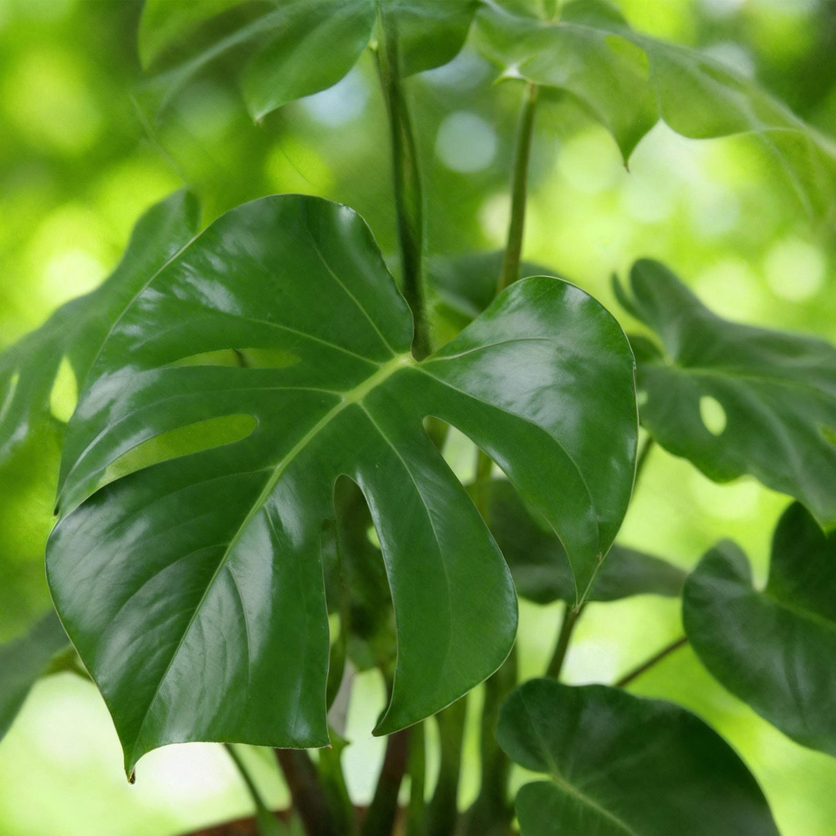 Green BoutiQ - Green is... Zimmerpflanzen - Monstera Deliciosa - Fensterblatt - Pflegeleicht - Grün - 1 Pflanze - Topf 17cm - Höhe 50-55cm