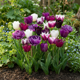 Tulipe Blueberry en mélange, grand lot