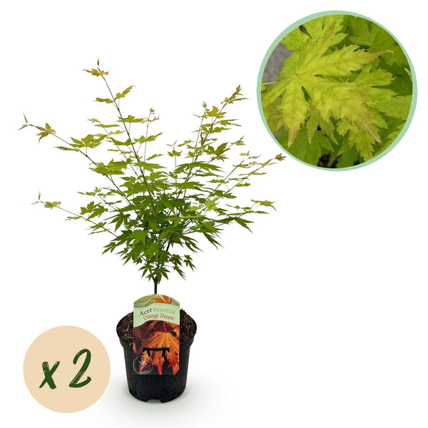Green boutiQ - Terrassenpflanze - Japanischer Ahorn - Acer palmatum Orange Dream - Orange - 2 Pflanzen - Laubabwerfend - Topf 19cm Höhe 70cm
