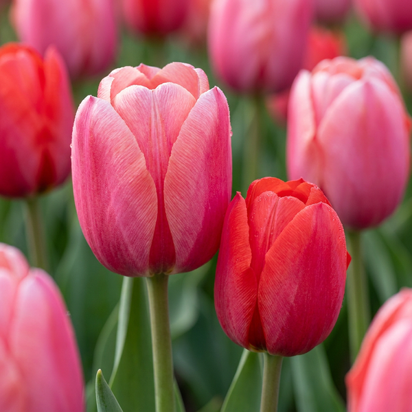 Tulipe en mélange rose et rouge