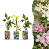 Clématites des montagnes en mélange - Clematis montana - H 35 cm, pot Ø9 cm