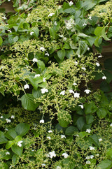 Hortensia grimpant - Hydrangea anomala subsp. petiolaris - H 65 cm, pot Ø15 cm - photo 2