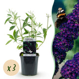 Green boutiQ - Gartenpflanze - Buddleja davidii Black Night - Schmetterlingsstrauch - Winterhart - Violett - 3 Pflanzen - Topf 17cm - Höhe 45cm