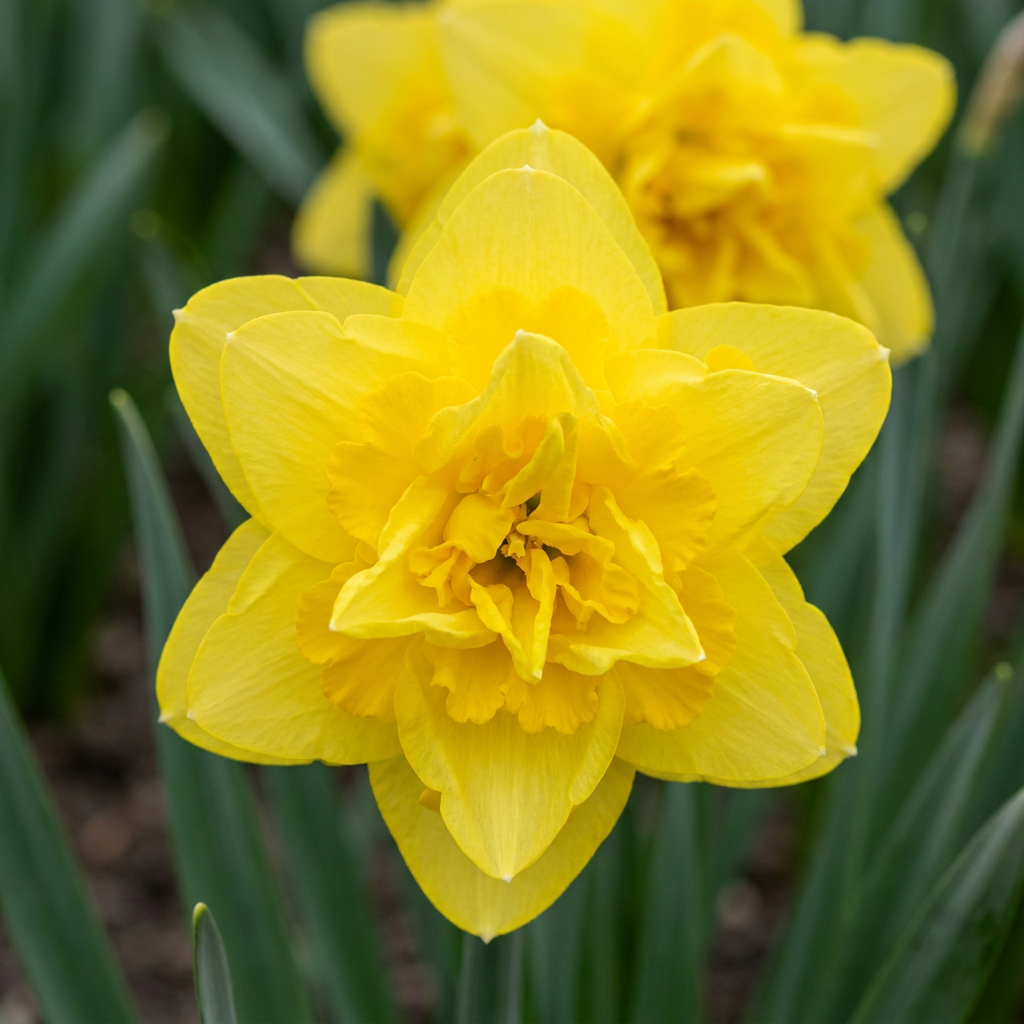 Narcisse Golden Ducat