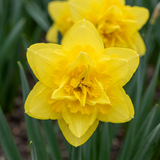 Narcisse Golden Ducat