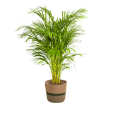 Dypsis Areca Lutescens mit Topf Ø24cm - ↕120 - 140cm