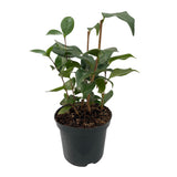 Green boutiQ - Sträucher - Camelia japonica Tricolour - Blüte Rosa, Weiß und Rot - 3 Pflanzen - 1 m2 - Immergrün - Topf 15cm Höhe 30cm