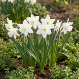 Narcisse botanique blanc en mélange