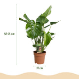 Green BoutiQ - Green is... Zimmerpflanzen - Monstera Deliciosa - Fensterblatt - Pflegeleicht - Grün - 1 Pflanze - Topf 17cm - Höhe 50-55cm
