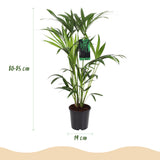 Green boutiQ - Zimmerpflanze - Howea Forsteriana - Kentia-Palme - Wenig Pflege - Grün - 1 Pflanze - mit Korb - Topf 19cm - Höhe 80-85cm
