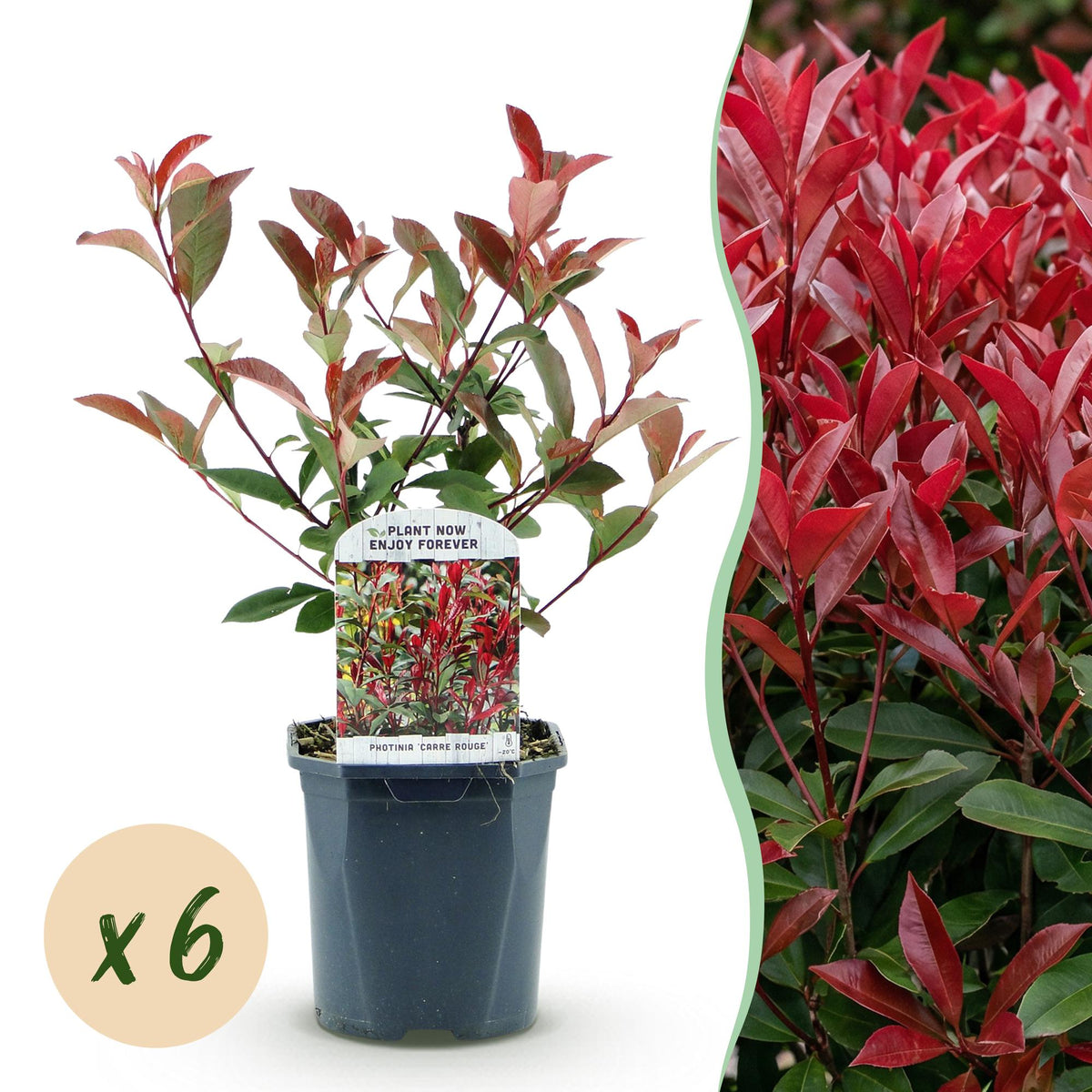 Green boutiQ - Heckenpflanzen - Photinia fraseri Carre Rouge - grün rot - 6 Pflanzen - 1 lfm - immergrün - Topf 17cm Höhe 55cm
