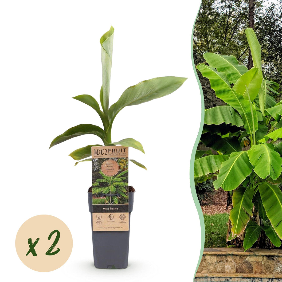 Green boutiQ - Fruitpflanze - Japanische Faserbanane - Musa Basjoo - Winterhart - 2 Pflanzen - Topf 15cm Höhe 50cm