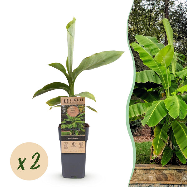 Green boutiQ - Fruitpflanze - Japanische Faserbanane - Musa Basjoo - Winterhart - 2 Pflanzen - Topf 15cm Höhe 50cm