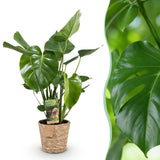 Green BoutiQ - Green is... Zimmerpflanzen - Monstera Deliciosa - Fensterblatt - Pflegeleicht - mit Korb - Grün - 1 Pflanze - Topf 17cm - Höhe 50-55cm
