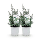 Green boutiQ - Terrassenpflanze - Eukalyptusbaum - Eucalyptus gunnii - Grau - 2 Pflanzen - Winterhart - Topf 17cm Höhe 40cm
