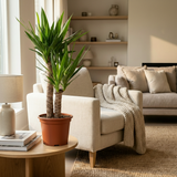 Green boutiQ - Zimmerpflanze - Yucca (Palmlilie) - Yucca Elephantipes - Grün - Pflegeleicht - 1 Pflanze - Topf 21cm - Höhe 80 - 90cm