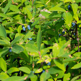 Green boutiQ - Fruitplanten - Honigbeere - Lonicera caerulea Kamtschatika - Blaubeere - 2 Pflanzen - Topf 15cm Höhe 50cm