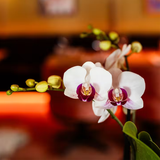 Kolibri Orchids | Geschenkset Retro Weiß | Weiße Gibraltar Orchidee Ø9cm + grüne Pflanze Ø6cm – inkl. Übertöpfe & weißes Tablett – frisch vom Züchter