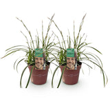 Green boutiQ - Ziergräser - Carex morrowii Ice Dance - Weiß & Grün - 2 Pflanzen - Immergrün - Pflegeleicht - Topf 17cm Höhe 50cm