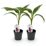 Bananier Red Tiger - Musa sikkimensis - H 30 cm, pot Ø12 cm - photo 2