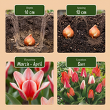 Tulipe de Greig en mélange - calibre 11/14