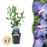 Green boutiQ - Gartenpflanze - Hibiscus syriacus Oiseau Bleu - Gartenhibiskus - Winterhart - Blau - 3 Pflanzen - Topf 17cm - Höhe 45cm