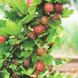 Groseillier à maquereau rouge Hinnonmäki Röd - Ribes uva-crispa - 2 plants - H 50 cm, pot Ø15 cm