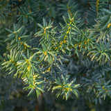 Green boutiQ - Heckenpflanzen - Taxus media Hillii - Blatt grün - 6 Pflanzen - 1 lfm - immergrün - Topf 17cm Höhe 60cm