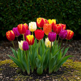 Green boutiQ - Blumenzwiebeln - Tulpen Triumph-Mischung - Verschiedene Farben - 15 Stück - Zwiebelgröße 11/12 - XXL Pack