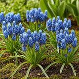 Green boutiQ - Blumenzwiebeln - Muscari Armeniacum - Farbe Blau - 50 Stück - Zwiebelgröße 8/9 - XXL Pack