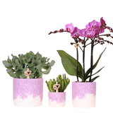 Kolibri Company | Pflanzenset Bloom Purple | Lila Vienna Orchidee + Grünpflanzen inkl. Übertöpfe