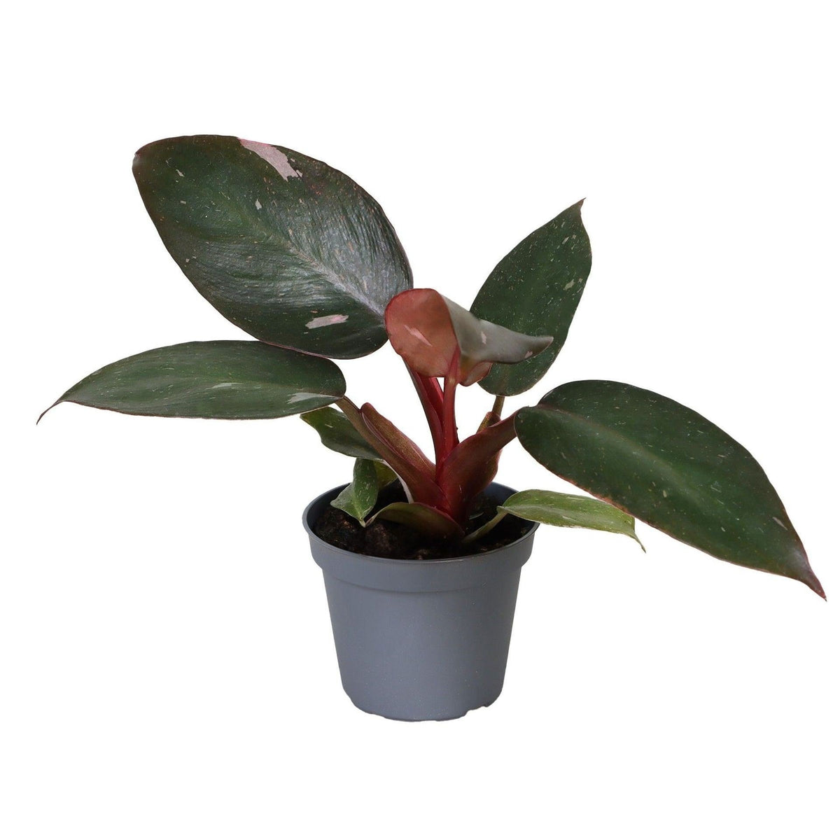Mini Philodendron Pink Princess - Philodendron erubescens - H 12 cm, pot Ø6 cm
