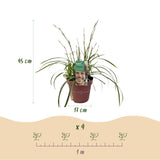 Green boutiQ - Ziergräser - Carex morrowii Ice Dance - Weiß & Grün - 4 Pflanzen - Immergrün - Wenig Pflege - Topf 17cm Höhe 50cm