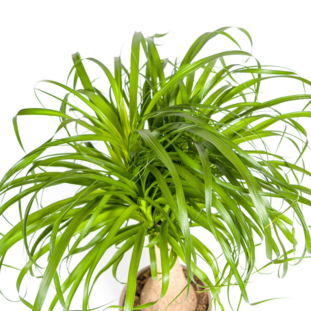 Beaucarnea Recurvata Stamm mit Korb Ø21cm - ↕60 - 80cm