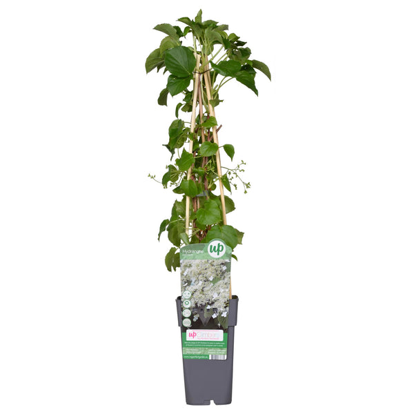 Hydrangea petiolaris - Kletterhortensie - Ø15cm - ↕65cm