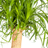 Beaucarnea Recurvata Stamm mit Korb Ø24cm - ↕80 - 100cm