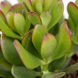 Crassula ovata avec cache-pots blancs - Arbre de jade - lot de 2