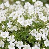 Géranium sanguin blanc Album - 12 plants - H 15-25 cm, pot Ø11 cm