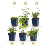 Pack massif parfumé en mélange - H 15-25 cm, pot Ø11 cm