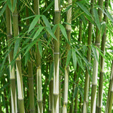 Fargesia robusta Pingwu - H 35 cm, pot Ø14 cm