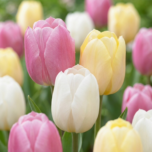 Tulipe en mélange Sorbet