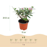 Green boutiQ – Gartenpflanze – Buddleja davidii Butterfly Candy Little Pink – Schmetterlingsstrauch – Kompakt – Rosa – 1 Pflanze – Topf 12cm – Höhe 20-25cm