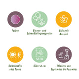 Green boutiQ - Blumenzwiebeln - Allium Christophii - Farbe Lila - 15 Stück - Zwiebelgröße 10/2 - XXL Pack